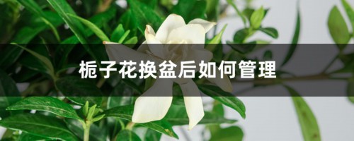 栀子花换盆后如何管理