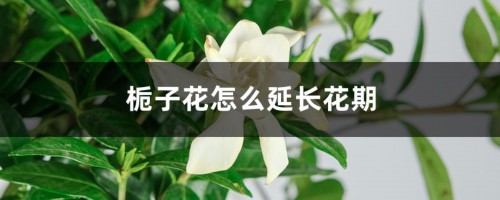 栀子花怎么延长花期