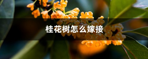 桂花树怎么嫁接（图解），用什么砧木好