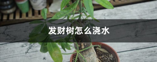 发财树怎么浇水