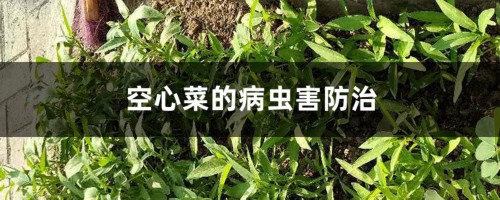 空心菜的病虫害防治